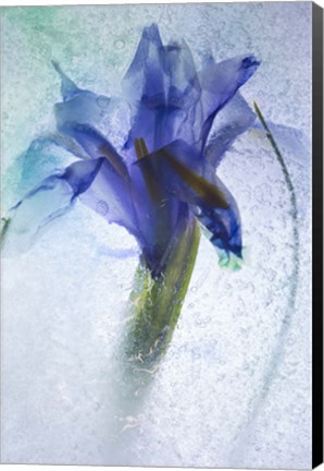 Framed Flowers on Ice-6 Print