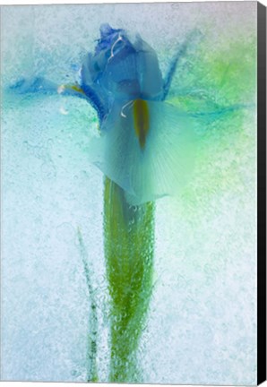 Framed Flowers on Ice-7 Print