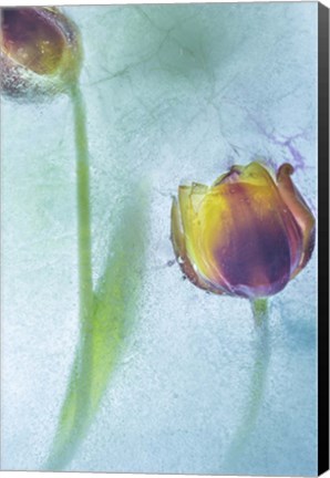 Framed Flowers on Ice-9-2 Print