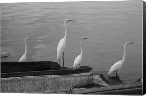 Framed Garzas BW-8 Print
