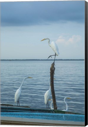 Framed Garzas-1-2 Print