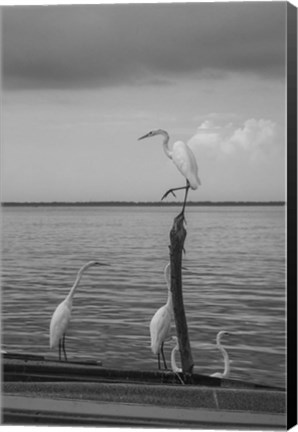 Framed Garzas-1 Print