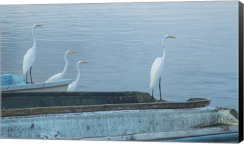 Framed Garzas-2-2 Print