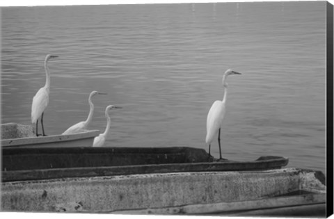 Framed Garzas-2 Print