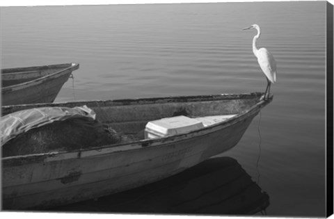 Framed Garzas-5 Print