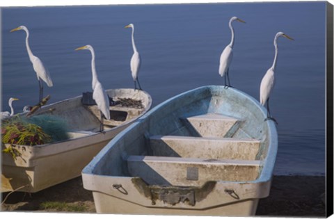 Framed Garzas-7-2 Print