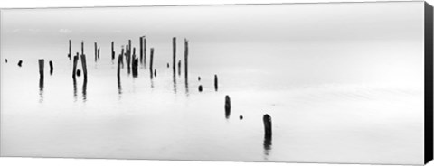 Framed Four Gulls Print