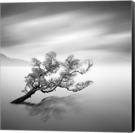 Framed Water Tree VI Print