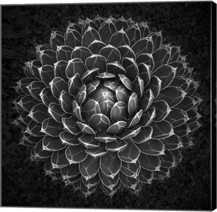 Framed Agave Victoria Print