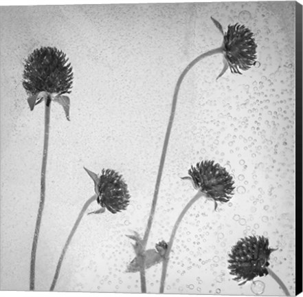 Framed Flores Secas 36-2 Print