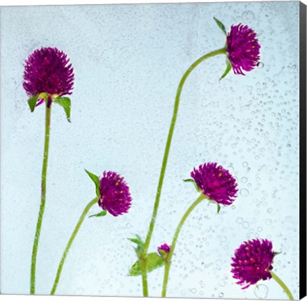 Framed Flores Secas 36 Print