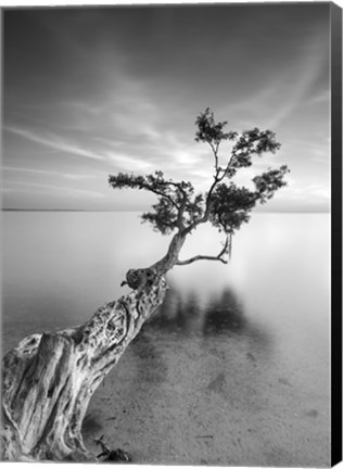 Framed Water Tree V Print