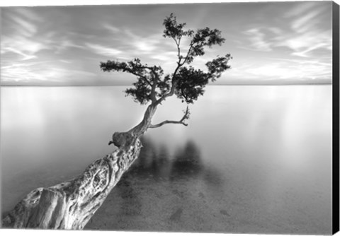 Framed Water Tree XIII Print