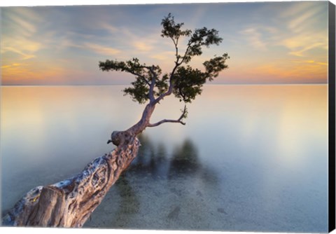 Framed Water Tree XIV Print