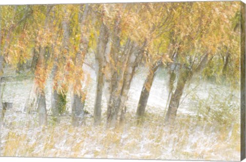 Framed Motion Trees 1 Print