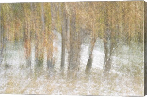 Framed Motion Trees 2 Print