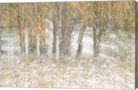 Framed Motion Trees 3 Print