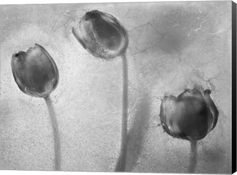 Framed Flowers on Ice BW-5 Print