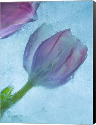 Framed Flowers on Ice-2 Print