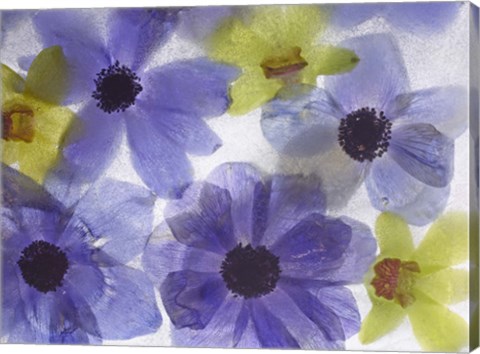 Framed Flores Congeladas 631 Print