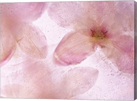 Framed Flores Congeladas 641 Print