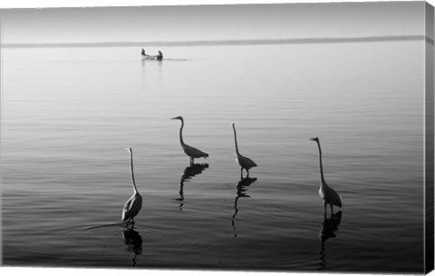 Framed 4 Heron and Boat Print