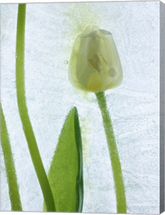 Framed Flores Congeladas 572 Print