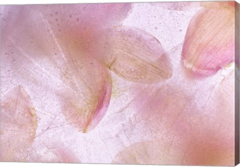 Framed Flores Congeladas 639 Print