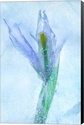 Framed Flores Azules 56 Print