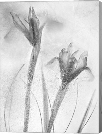 Framed Flores Azules 57-2 Print
