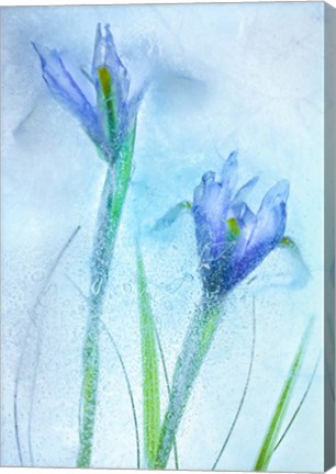 Framed Flores Azules 57 Print