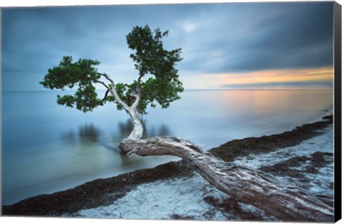 Framed Water Tree 10 Color Print