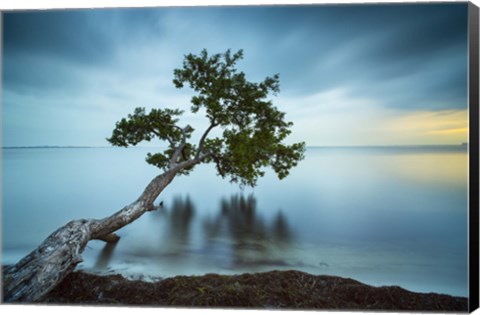 Framed Water Tree 11 Color Print