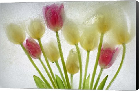 Framed Flores Congeladas 603 1 Print