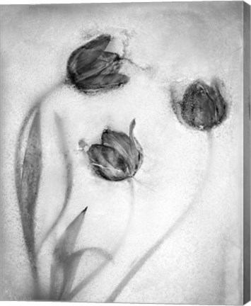 Framed Tulipanes Rojos-2 Print