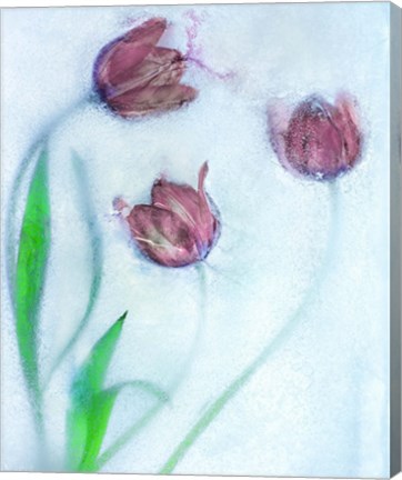 Framed Tulipanes Rojos Print