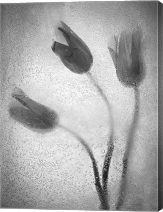 Framed Tulipanes Amarillos 37 1 Print
