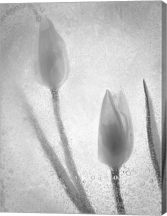 Framed Tulipanes Blancos 32 BN-2 Print
