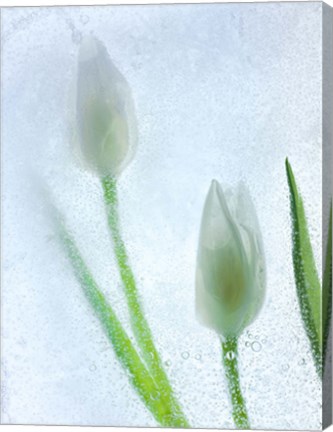 Framed Tulipanes Blancos 32 BN Print