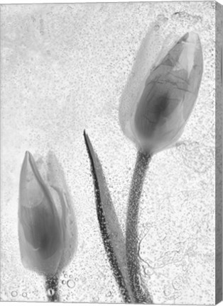 Framed Tulipanes Blancos 33-2 Print