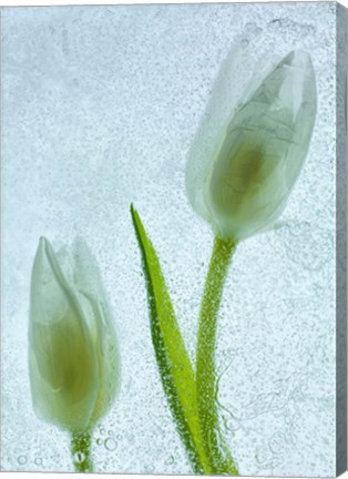 Framed Tulipanes Blancos 33 Print