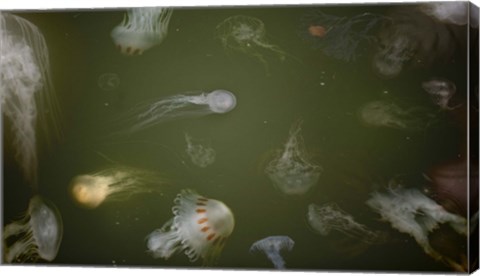 Framed Medusae Print