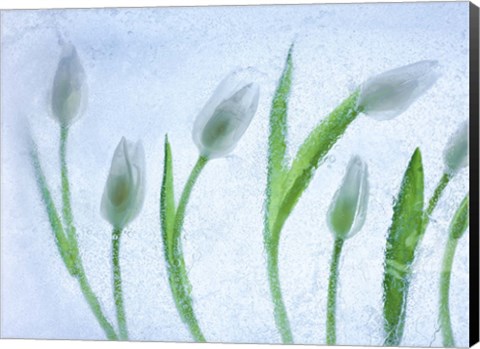 Framed Tulipanes Blancos 29 Print