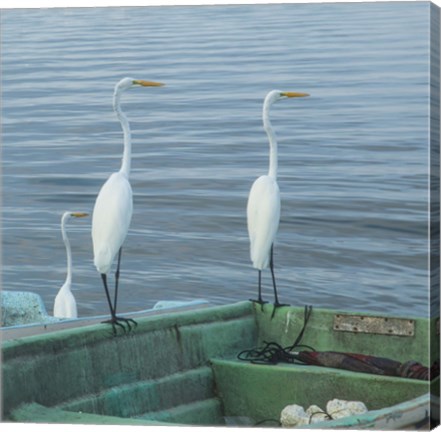 Framed Garzas-3-2 Print