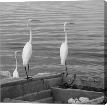 Framed Garzas-3 Print