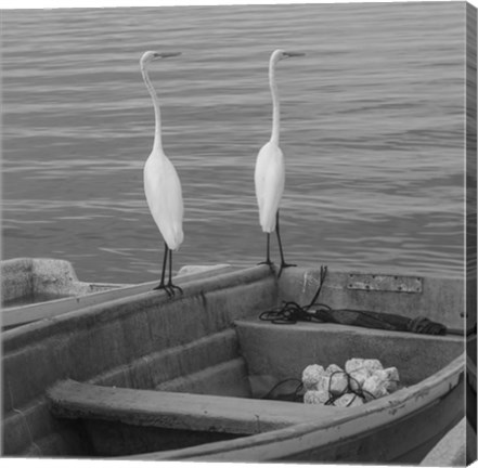 Framed Garzas-4 Print