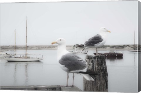 Framed Two Seagulls &amp; Boats Print