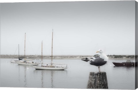 Framed Four Boats &amp; Seagull Print