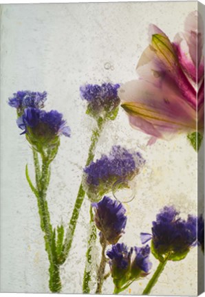 Framed Flores en Hielo VIII Print