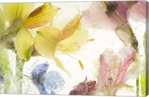 Framed Flores en Hielo IX Print